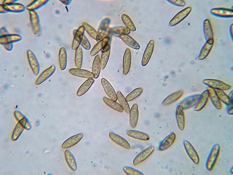 Xerocomus parasiticus
